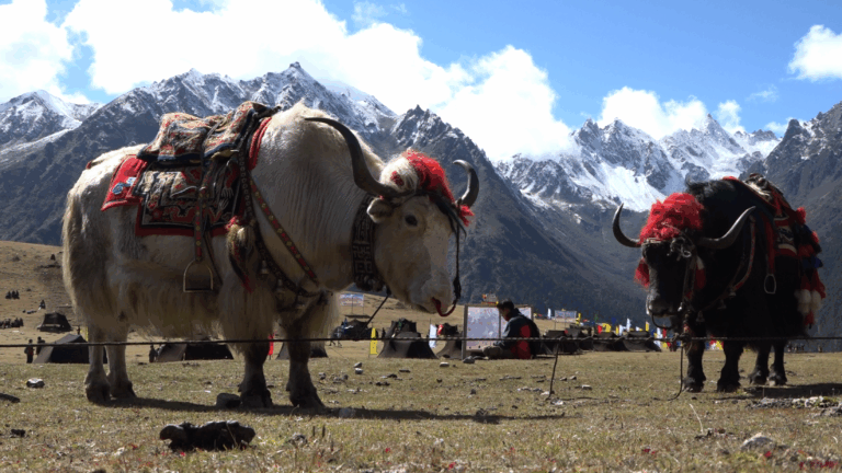 yak